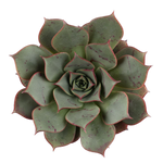 Echeveria 'Astarensis'