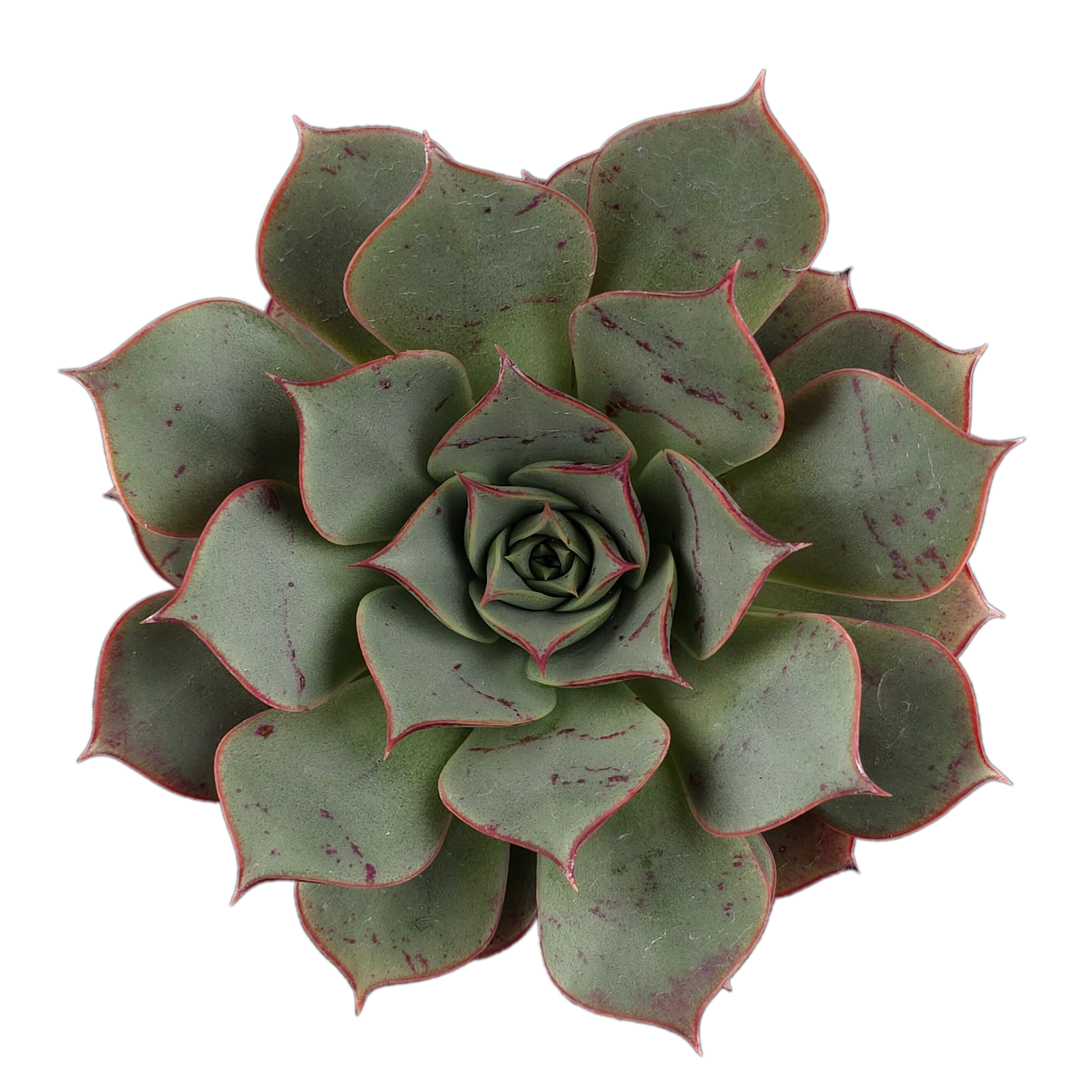 Echeveria 'Astarensis'