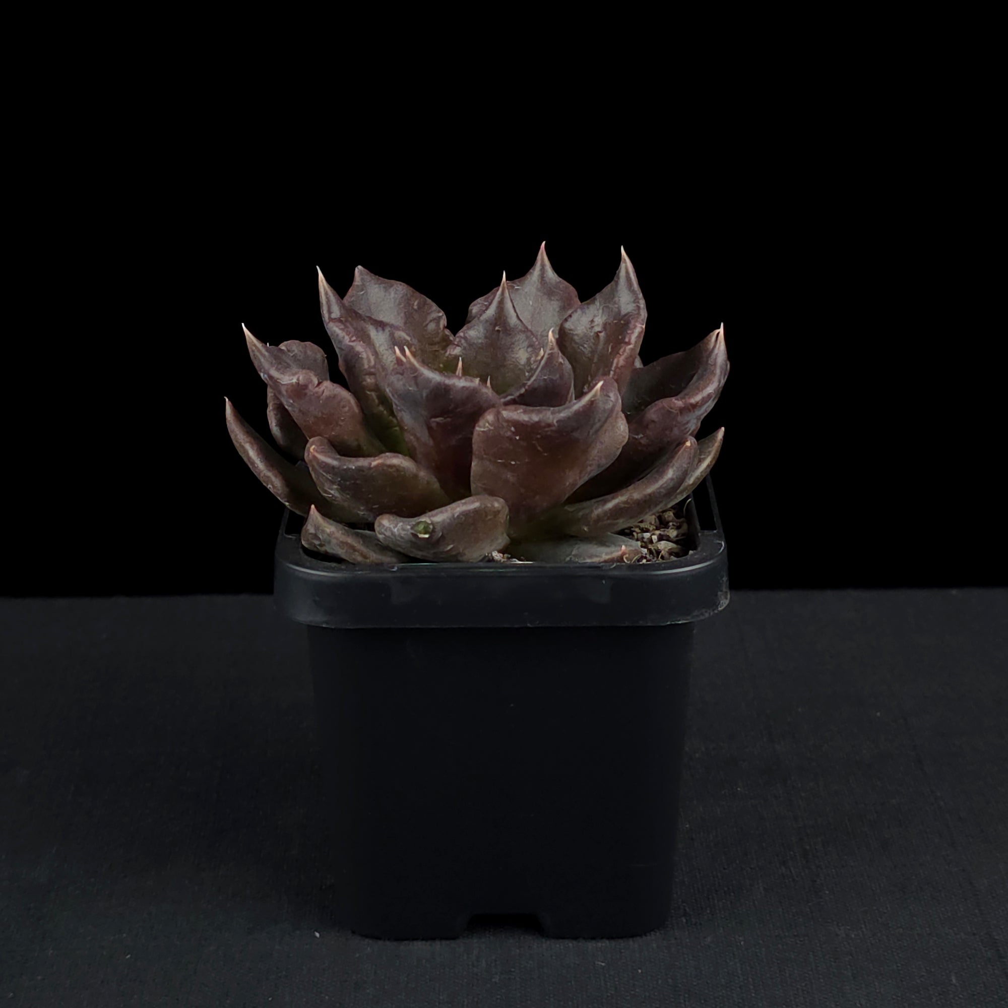 Echeveria 'Black Madiba'