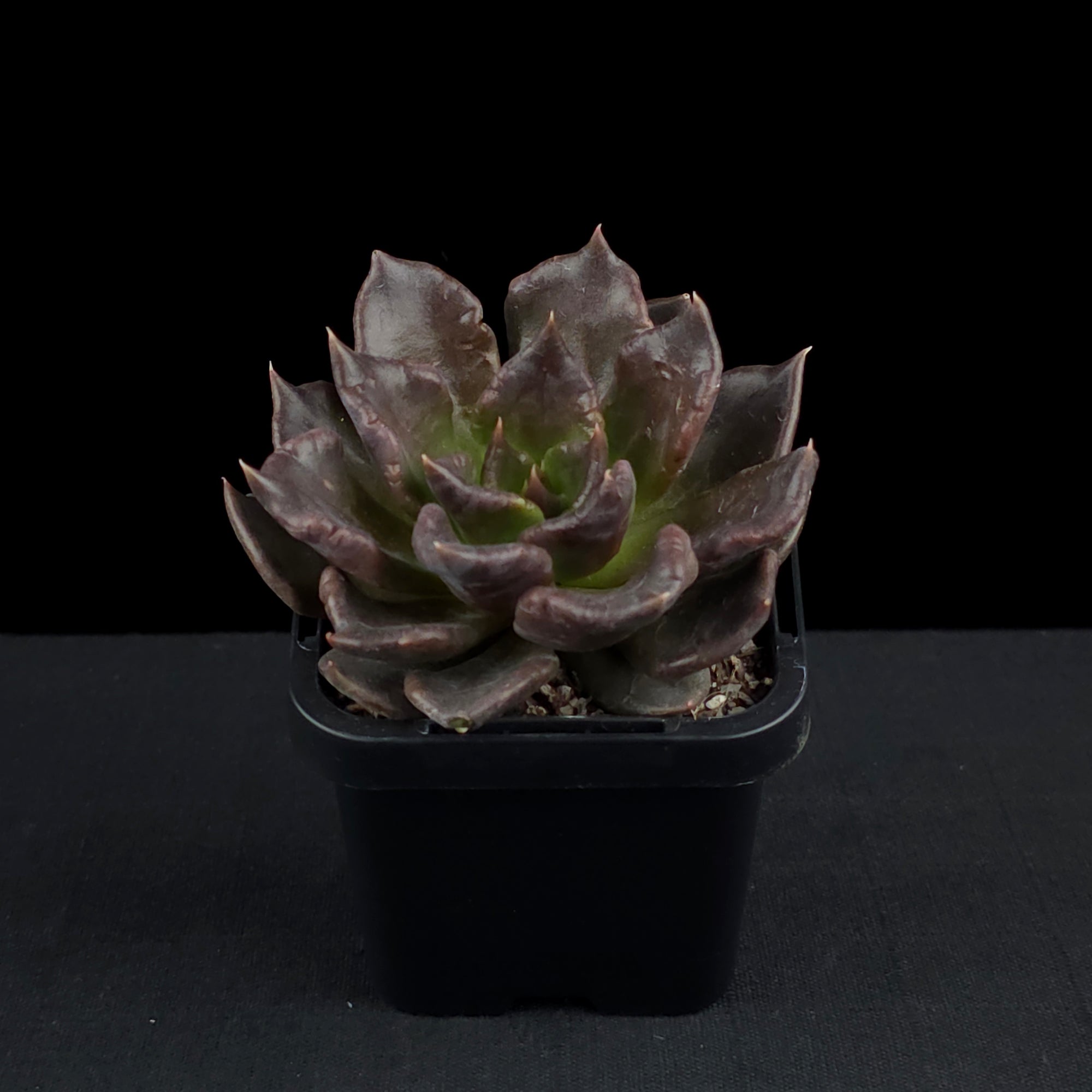 Echeveria 'Black Madiba'