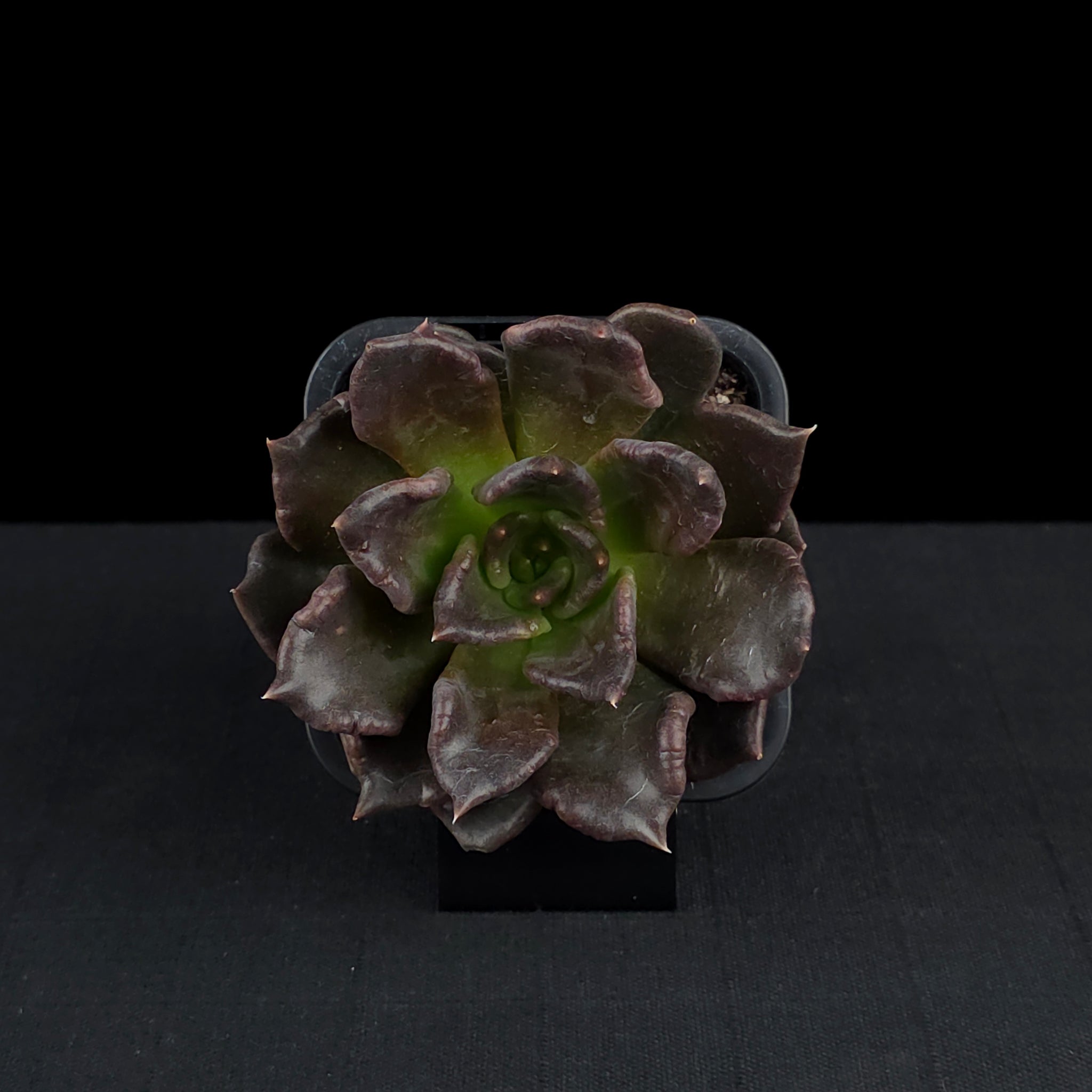 Echeveria 'Black Madiba'