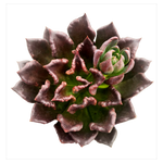 Echeveria 'Black Madiba'