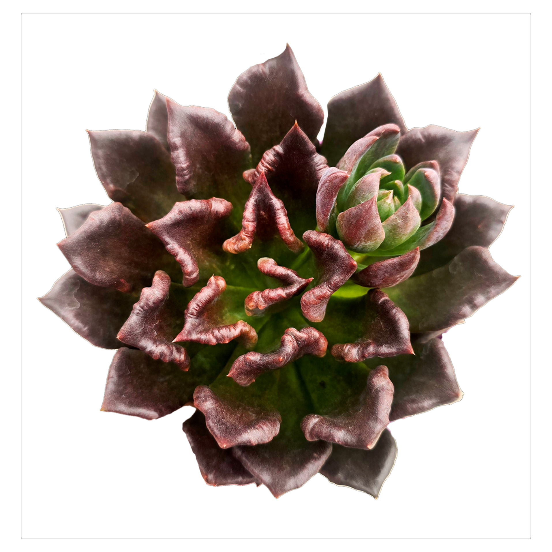 Echeveria 'Black Madiba'