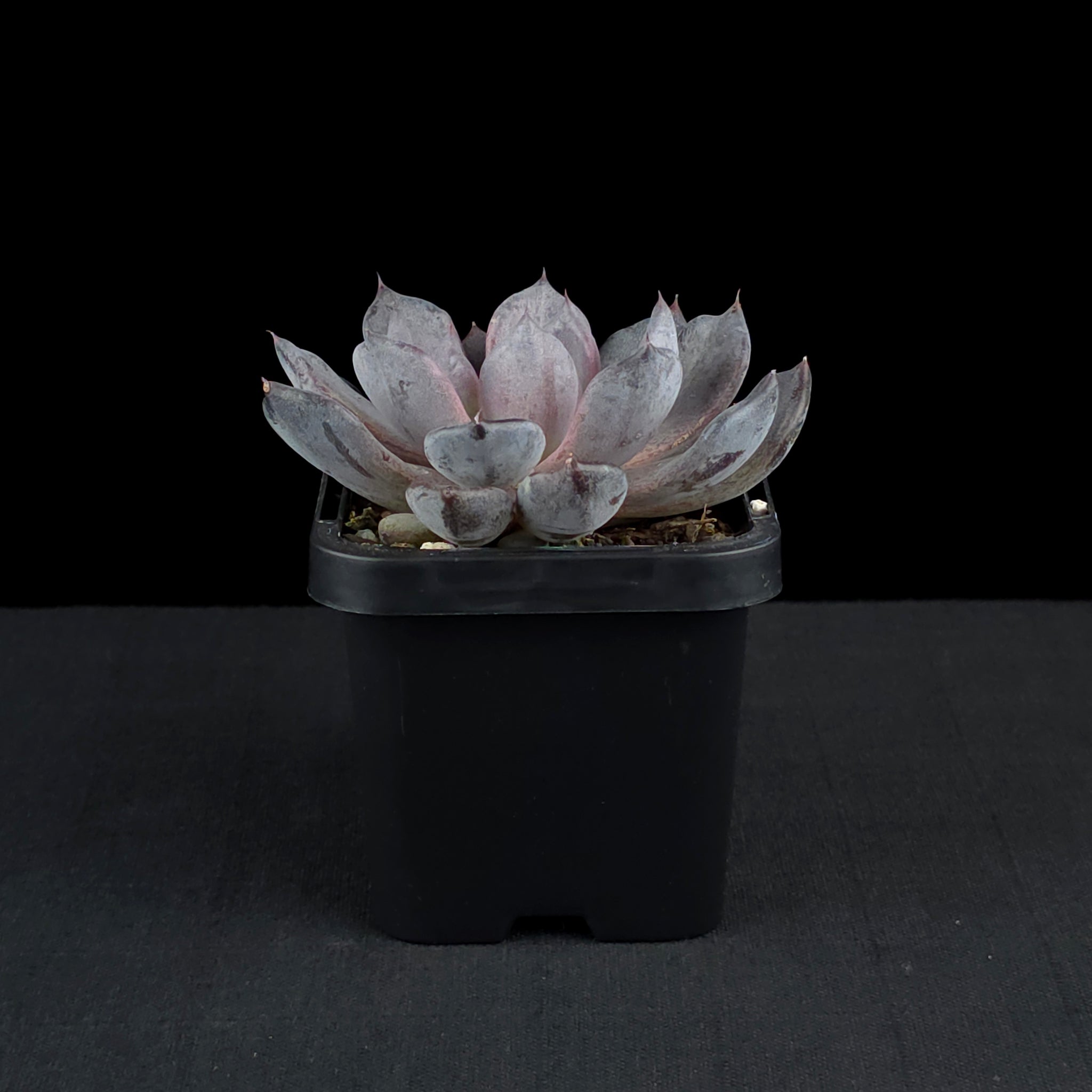 Echeveria 'Black Pearl'