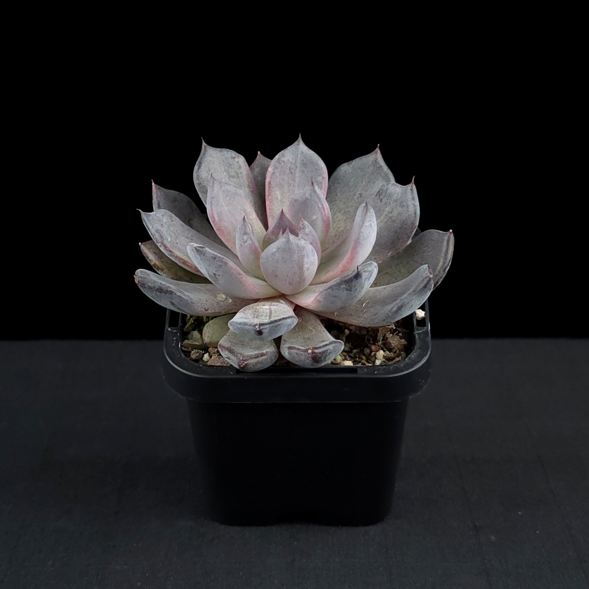 Echeveria 'Black Pearl'