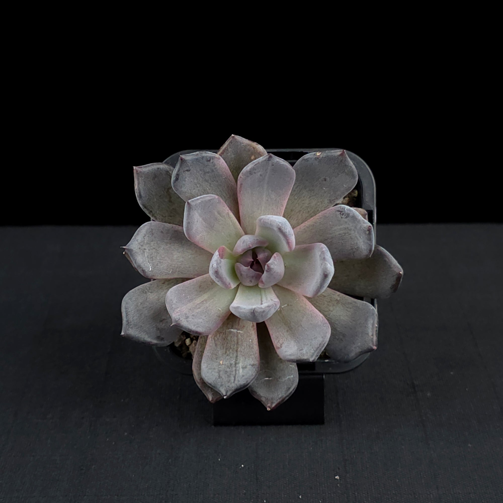 Echeveria 'Black Pearl'
