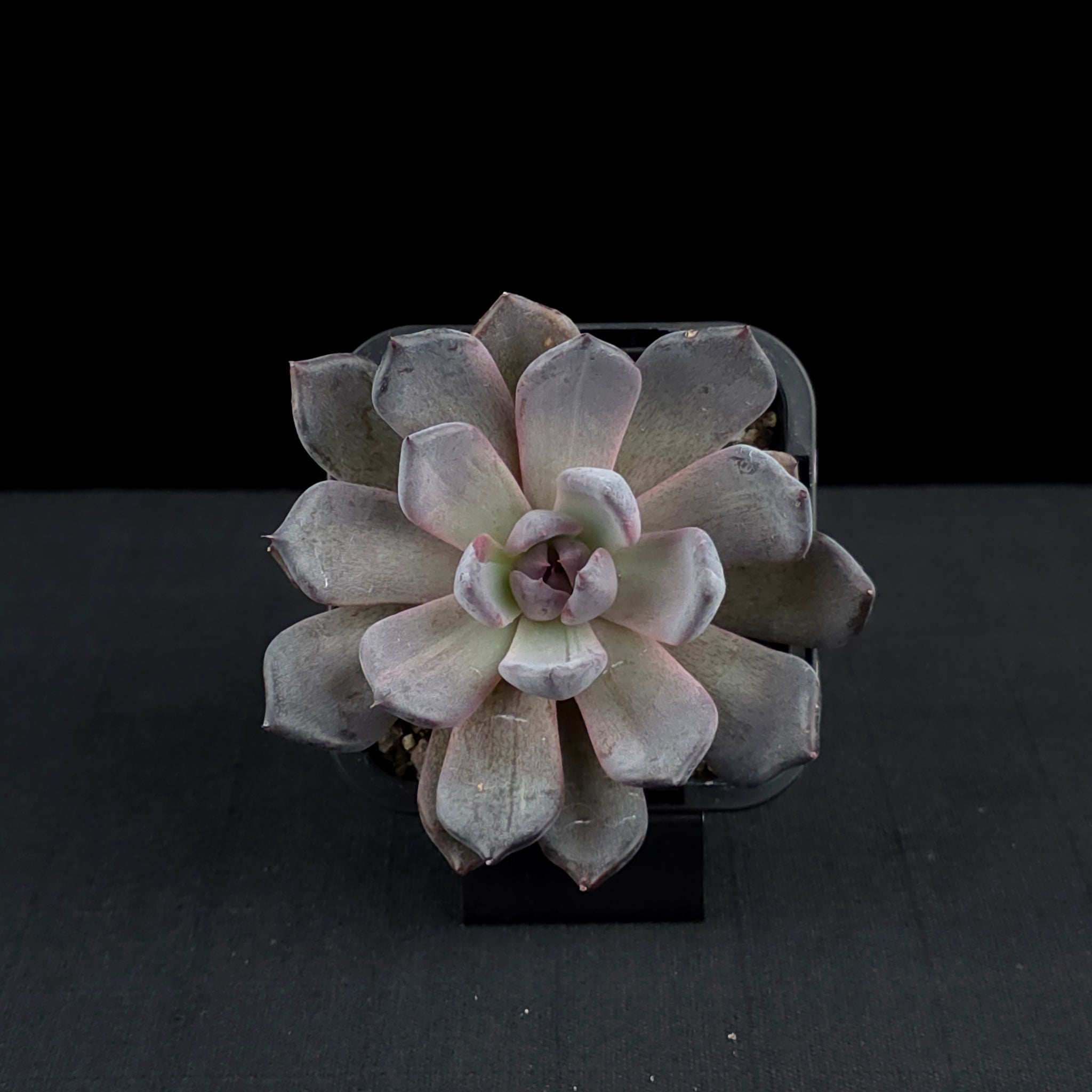 Echeveria 'Black Pearl'