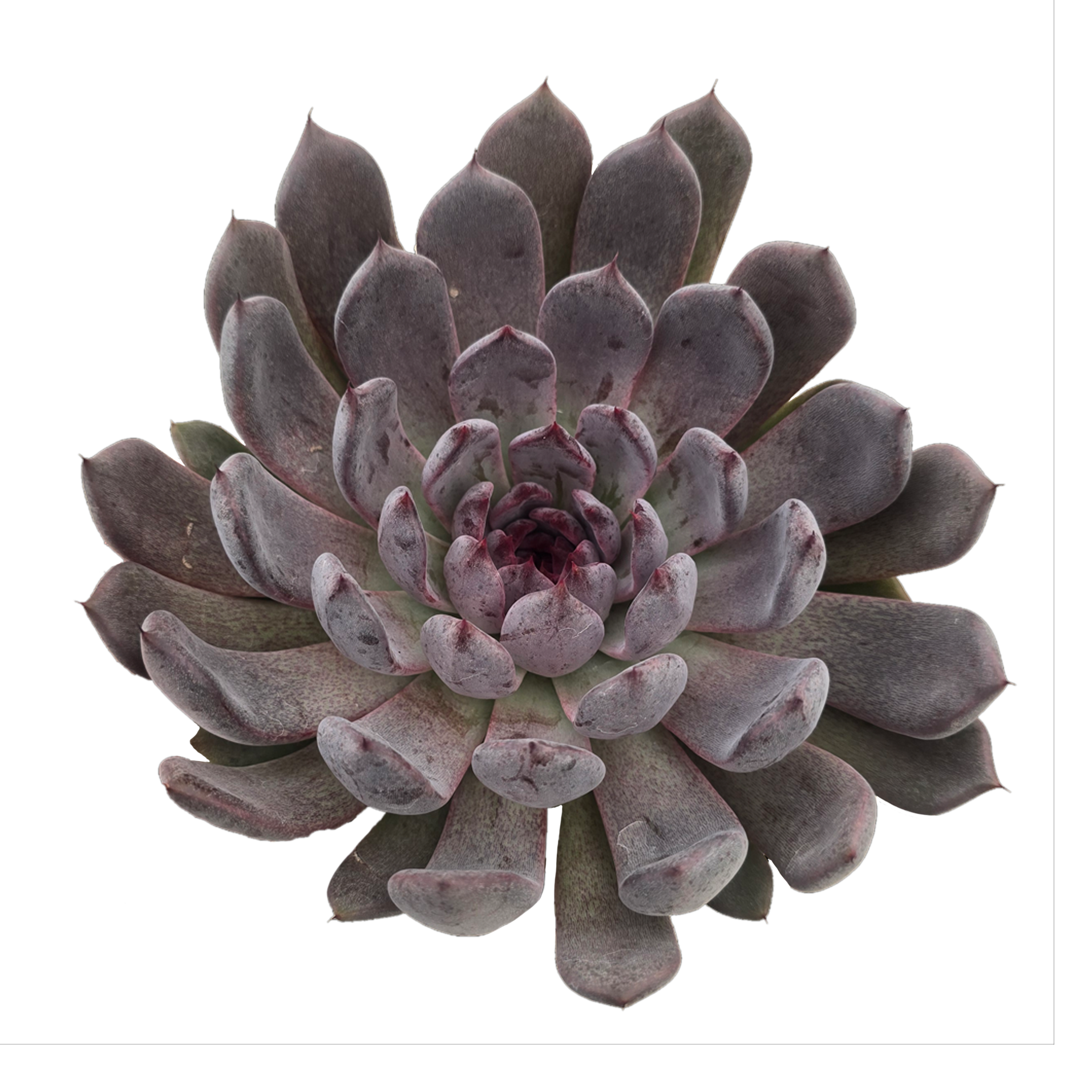 black pearl succulent Echeveria 'Black Pearl' — dark Korean hybrid with deep purple leaves –  Collectors Online