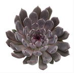 Echeveria 'Black Pearl'