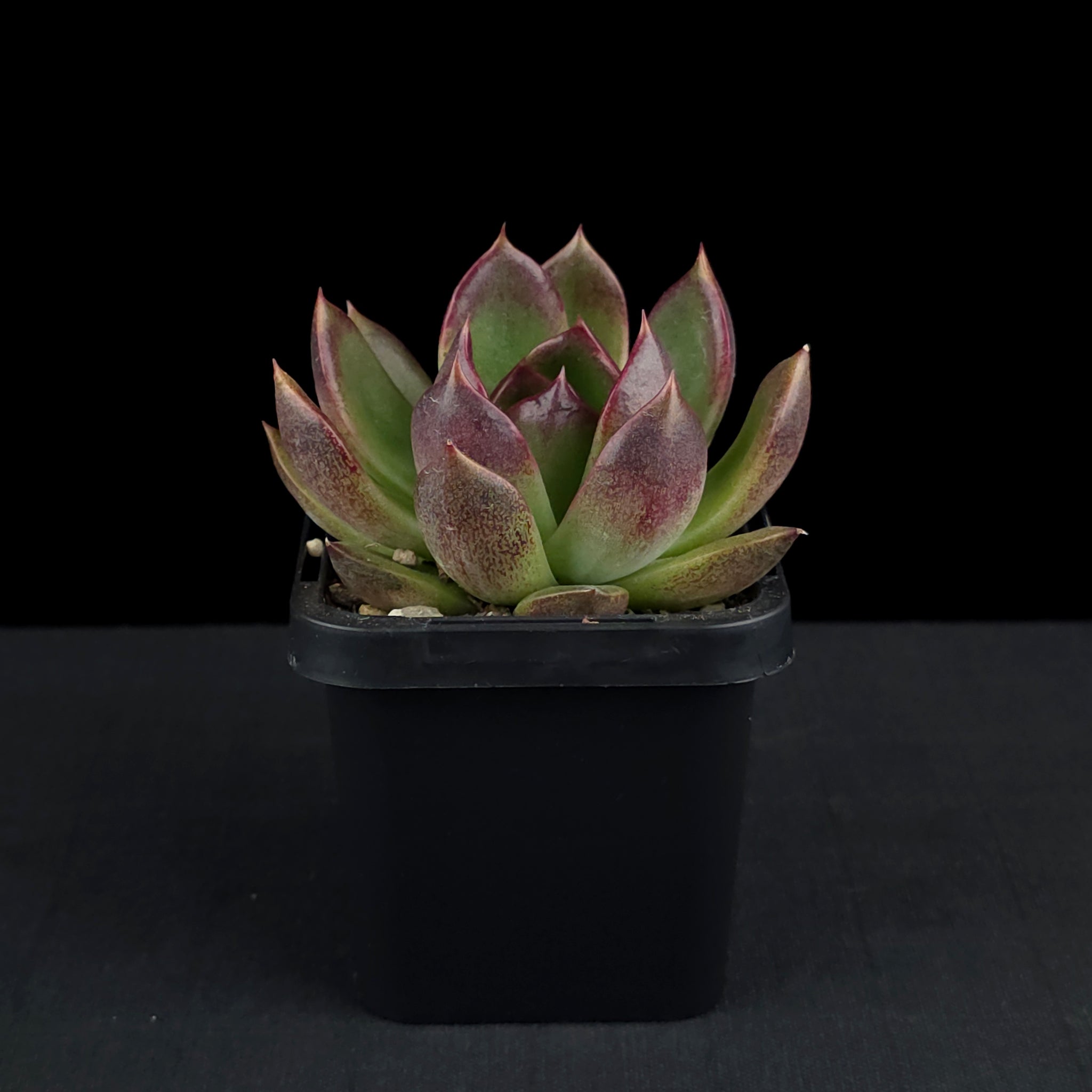 Echeveria 'Demon Eye'