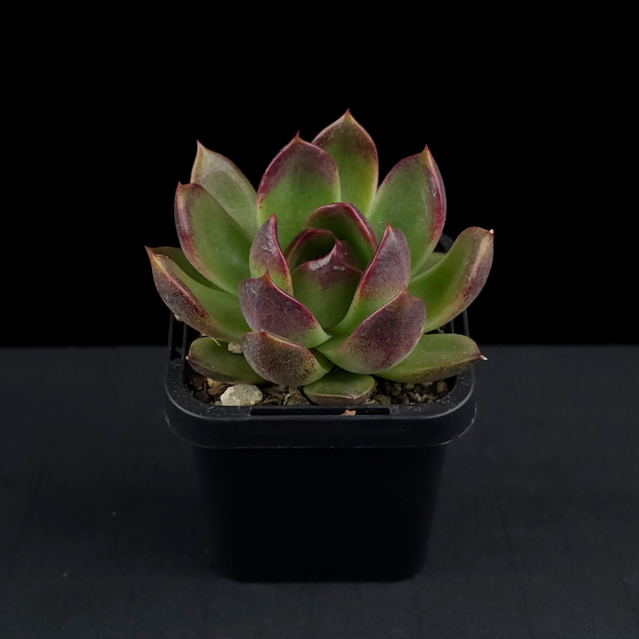 Echeveria 'Demon Eye'