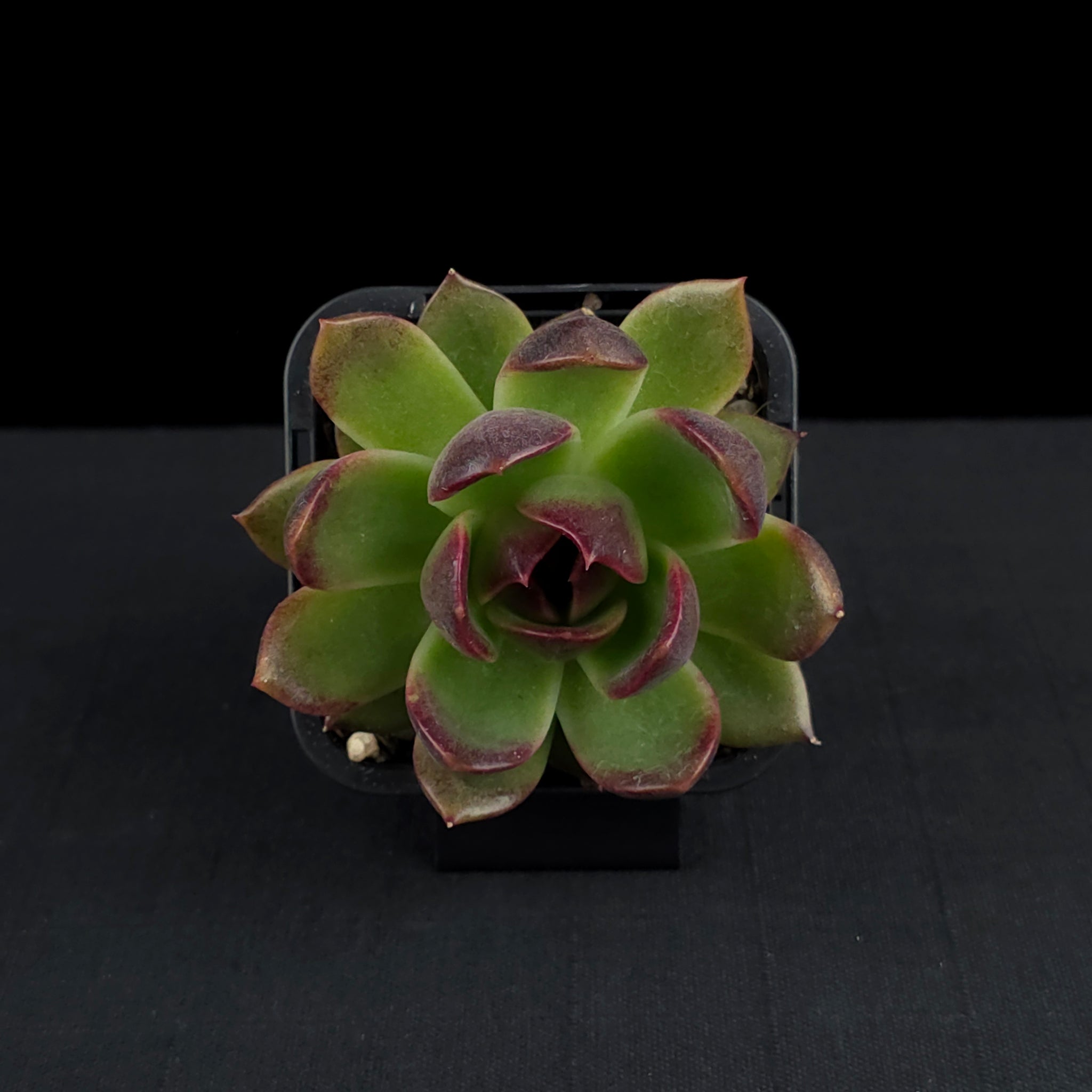 Echeveria 'Demon Eye'