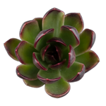 Echeveria 'Demon Eye'