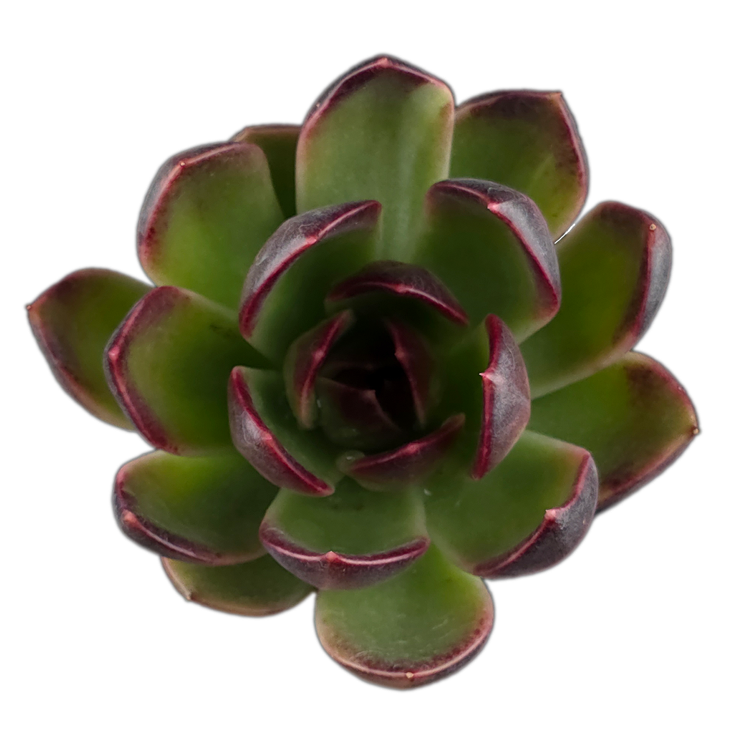 succulent demon Echeveria 'Demon Eye' — vivid Korean hybrid with red-tipped leaves – Collectors Online