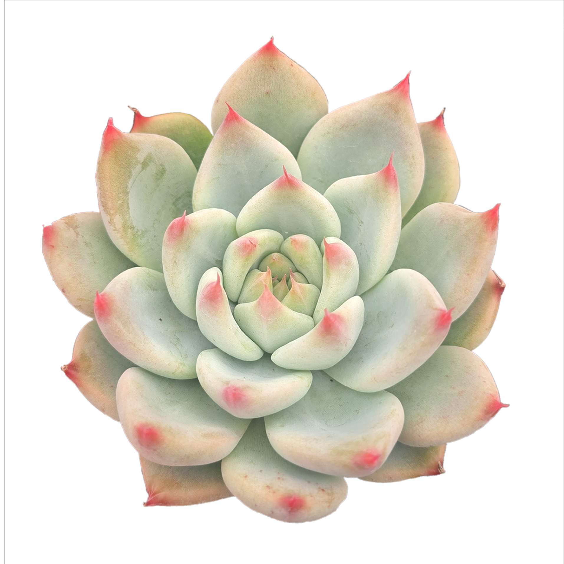 rose gold succulent Echeveria 'Gold Rosa' — compact Korean hybrid with pink tips – Collectors  Online