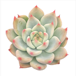 Echeveria 'Gold Rosa'