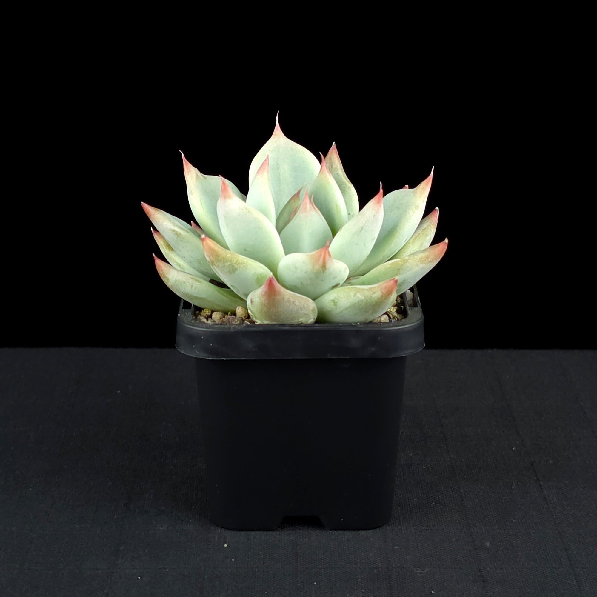 Echeveria 'Gold Rosa'