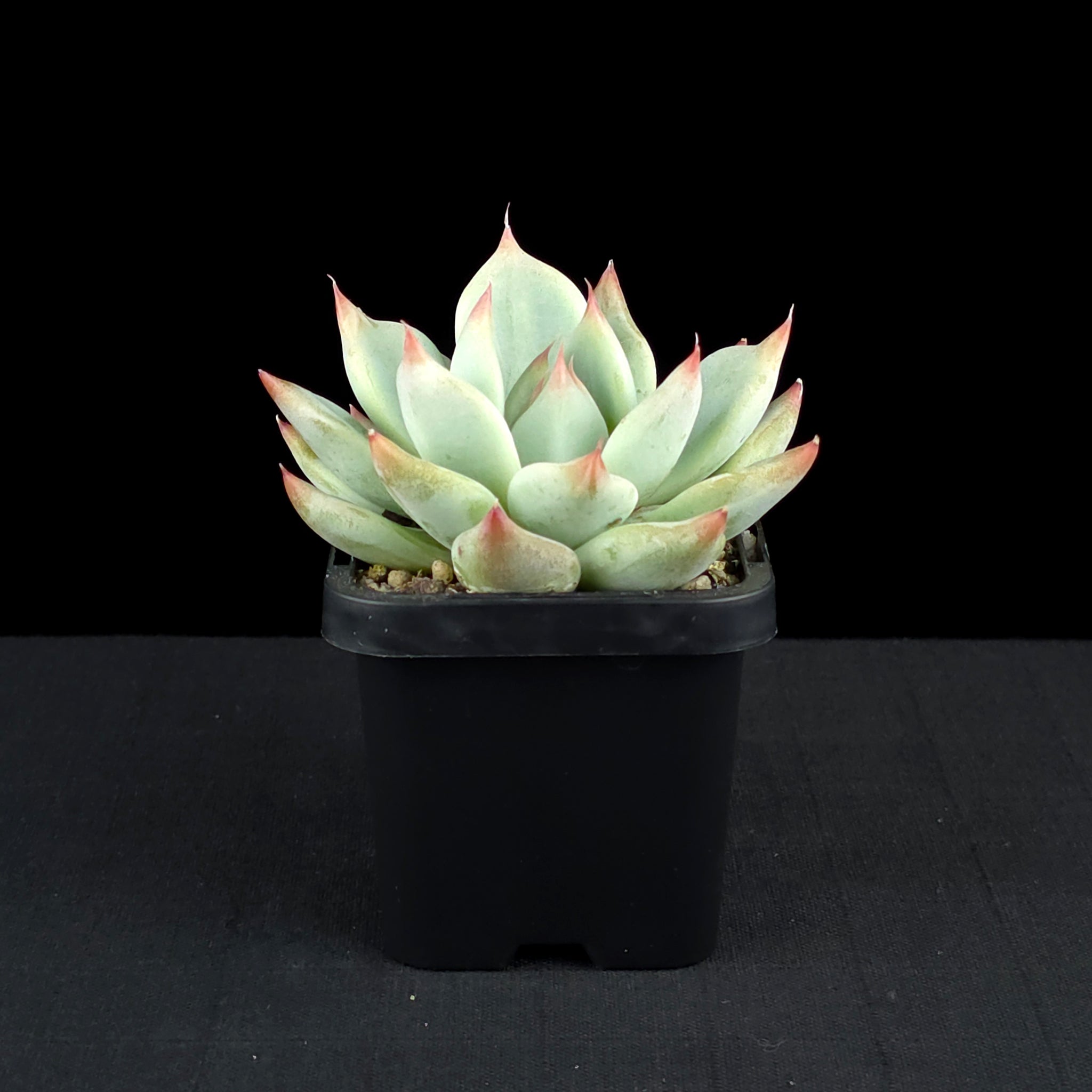 Echeveria 'Gold Rosa'