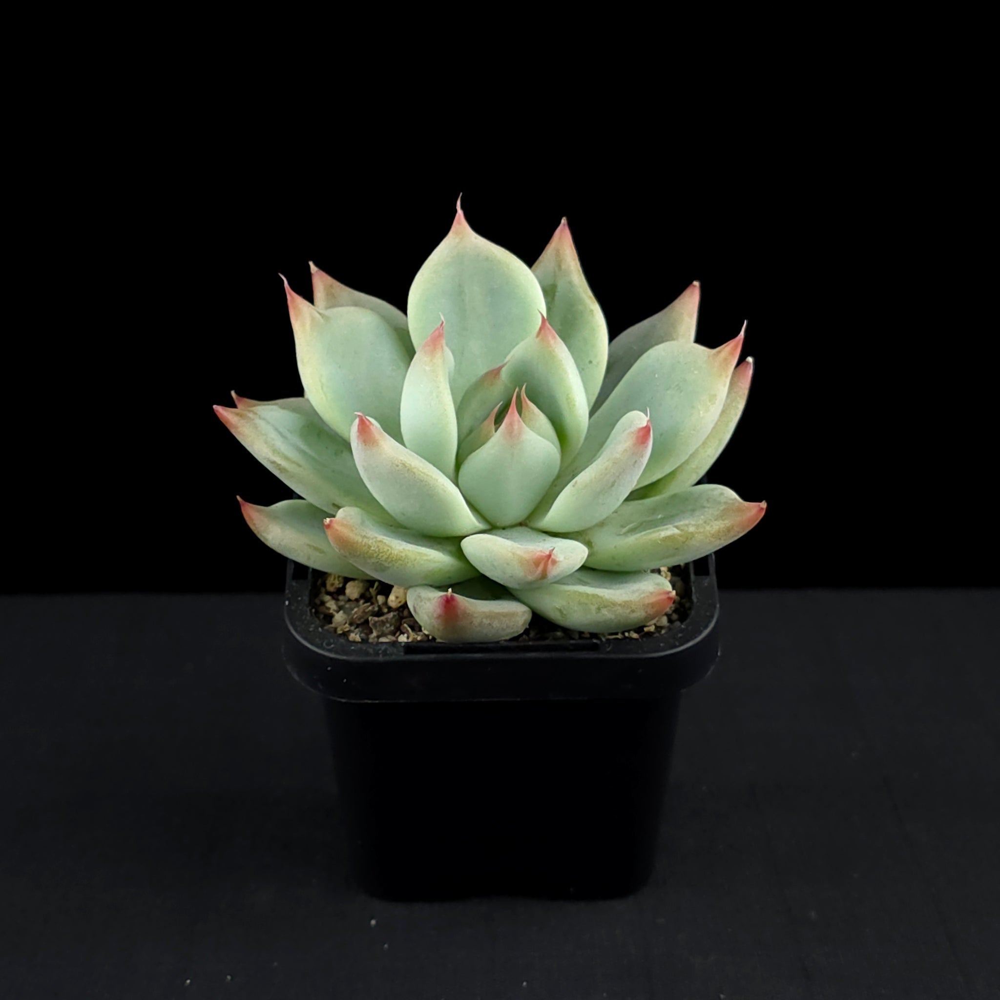 Echeveria 'Gold Rosa'