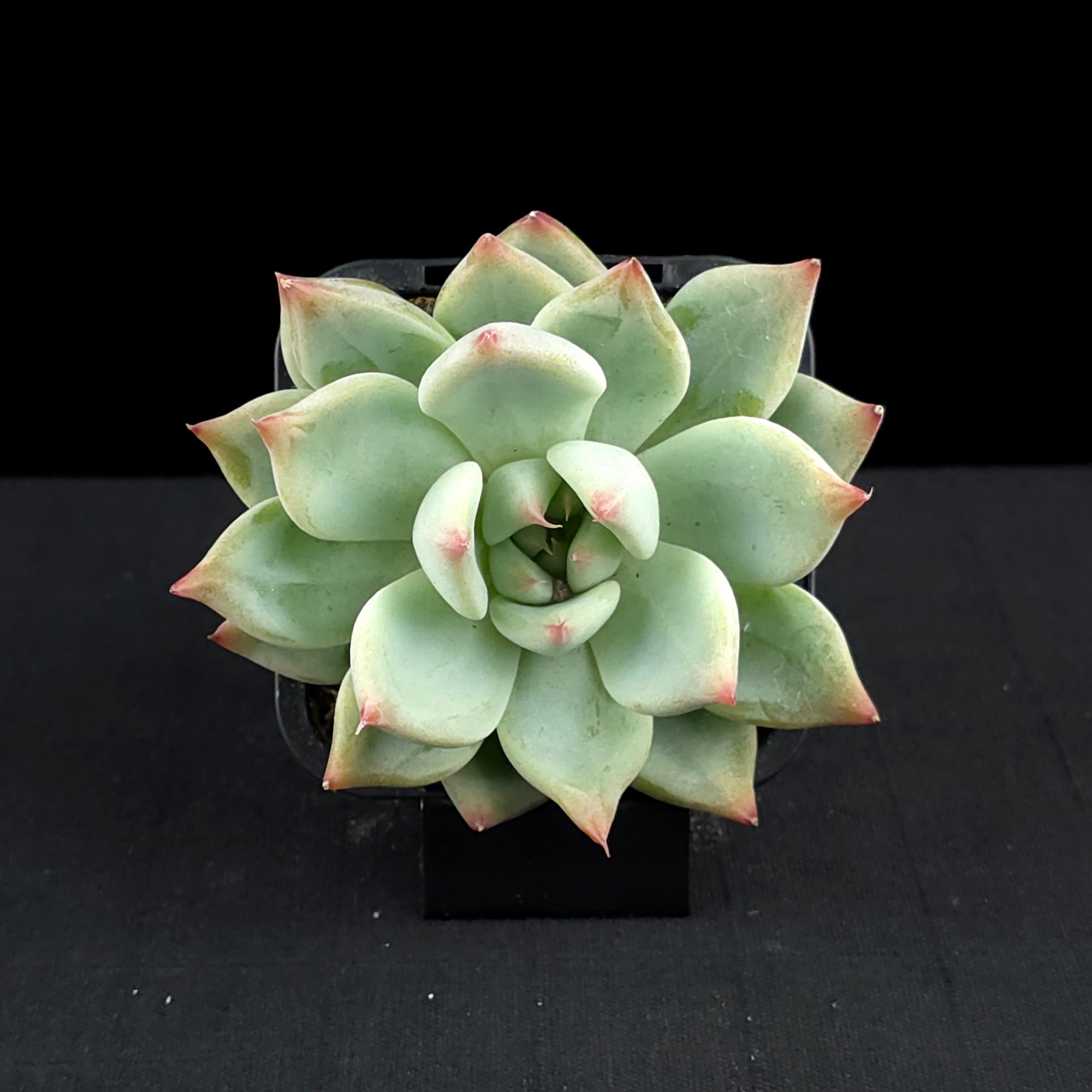 Echeveria 'Gold Rosa'