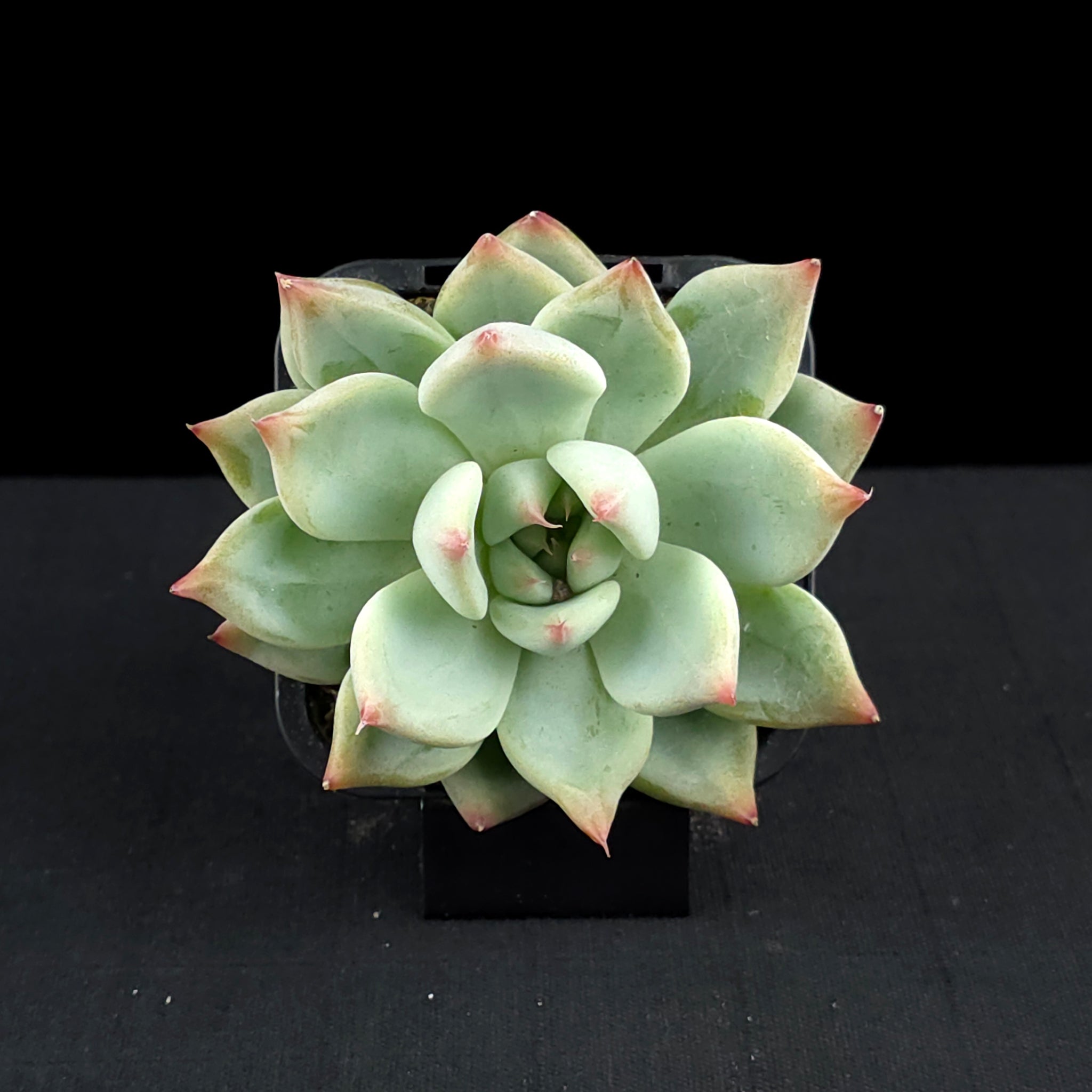 Echeveria 'Gold Rosa'