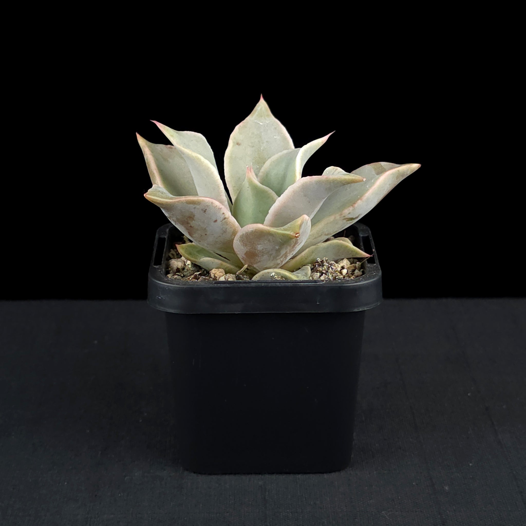 Echeveria 'Madiba'