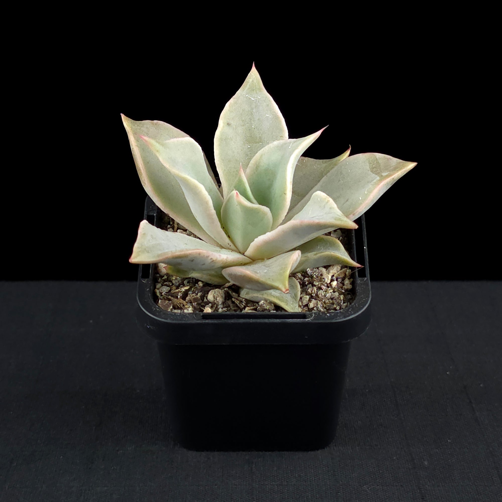 Echeveria 'Madiba'