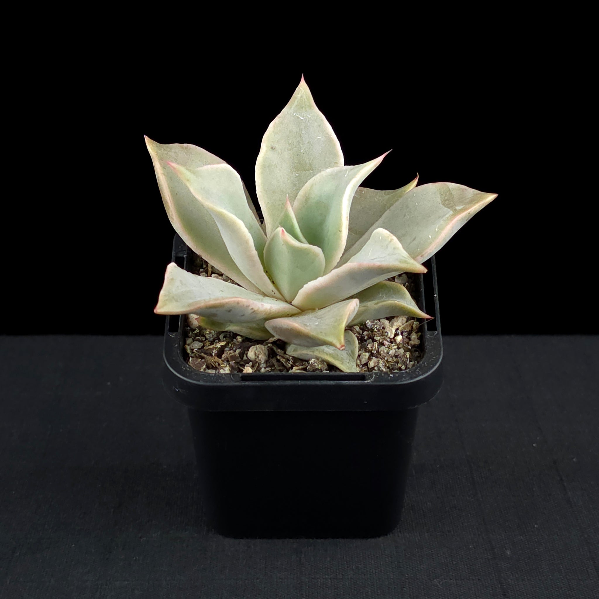 Echeveria 'Madiba'