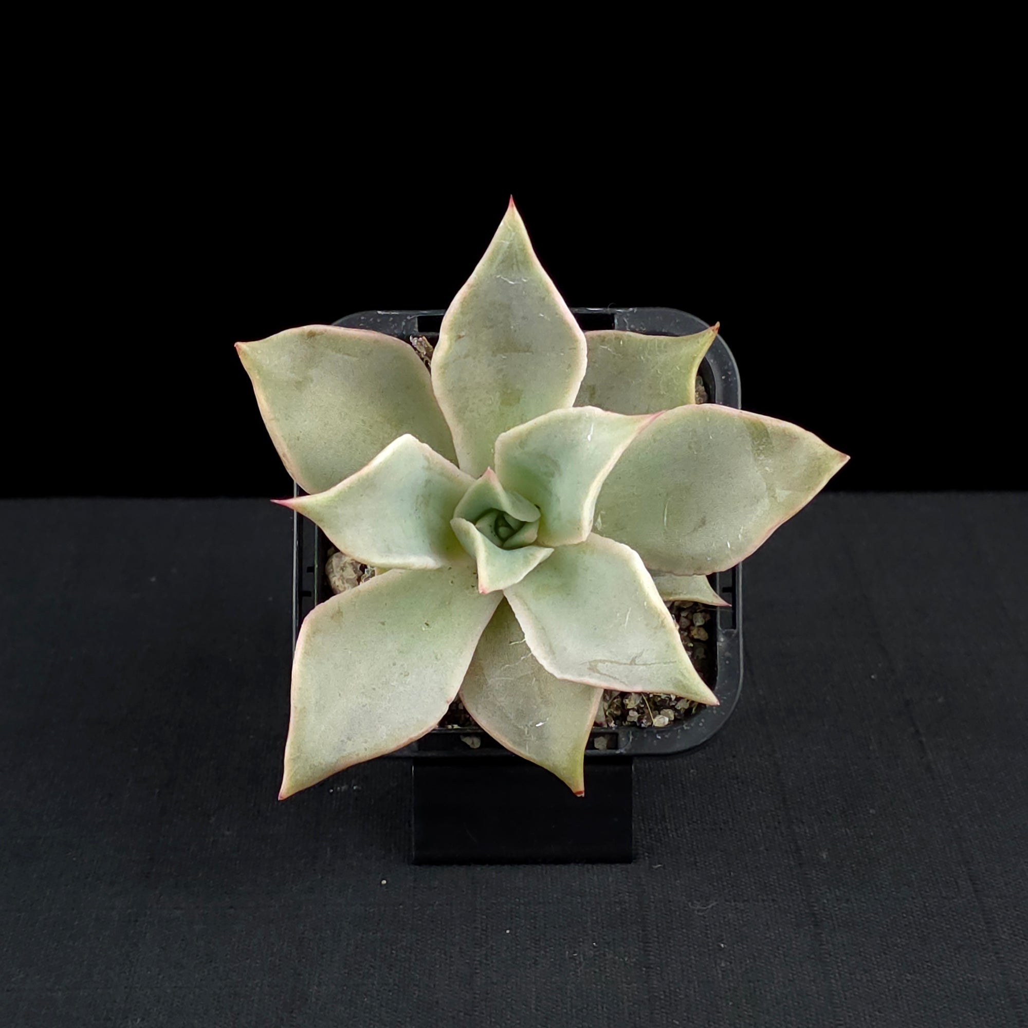 Echeveria 'Madiba'