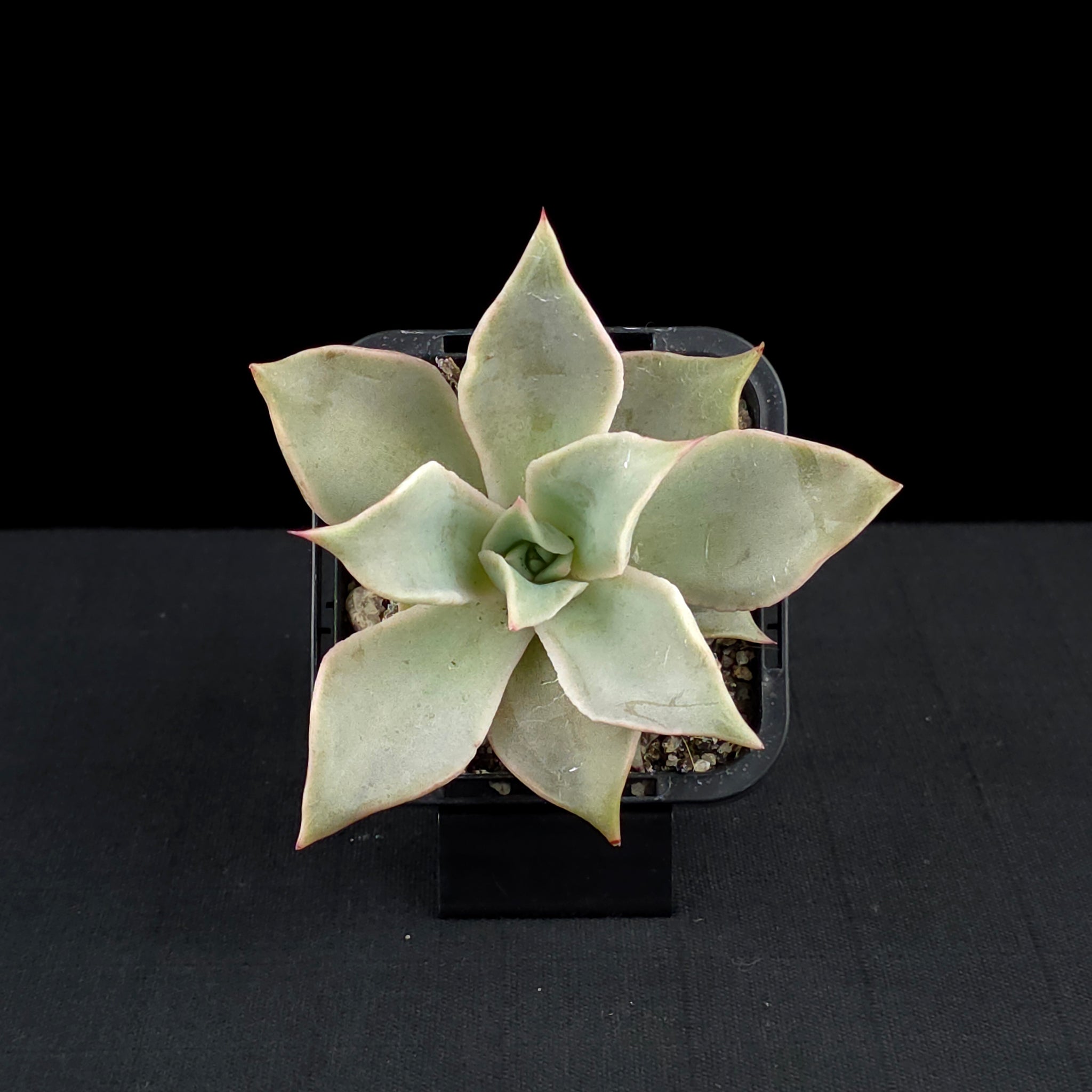 Echeveria 'Madiba'