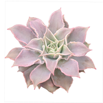 Echeveria 'Madiba'