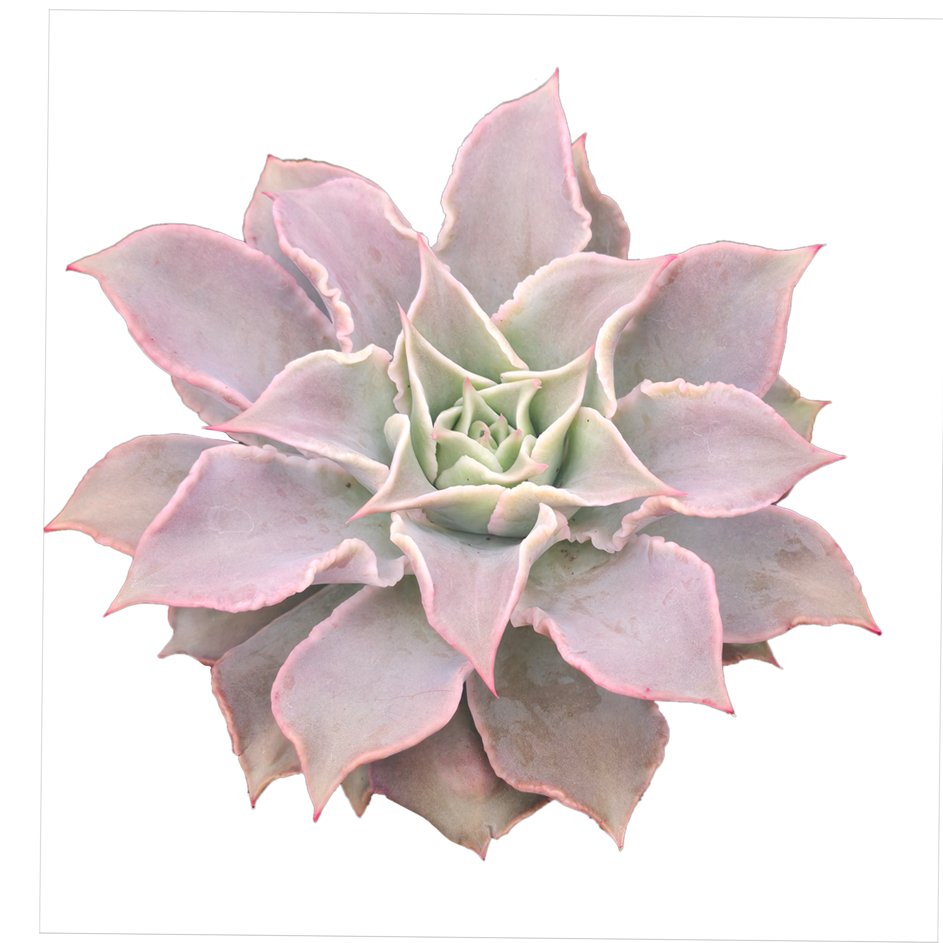 Echeveria 'Madiba'