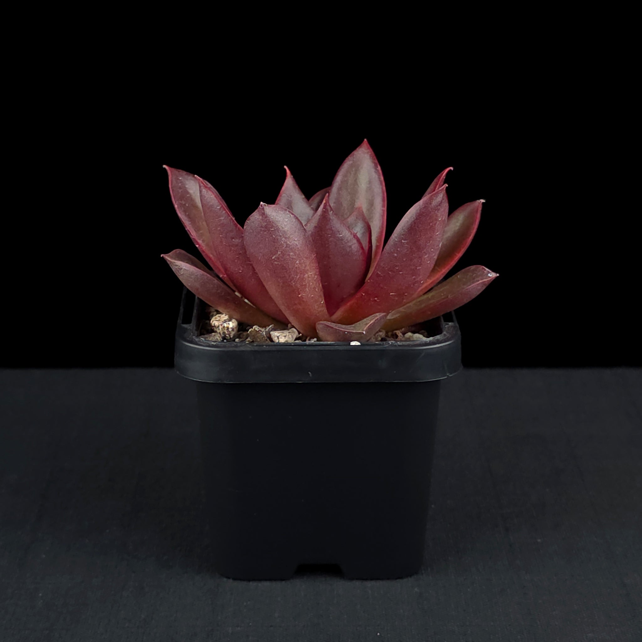 Echeveria 'Red Rose'