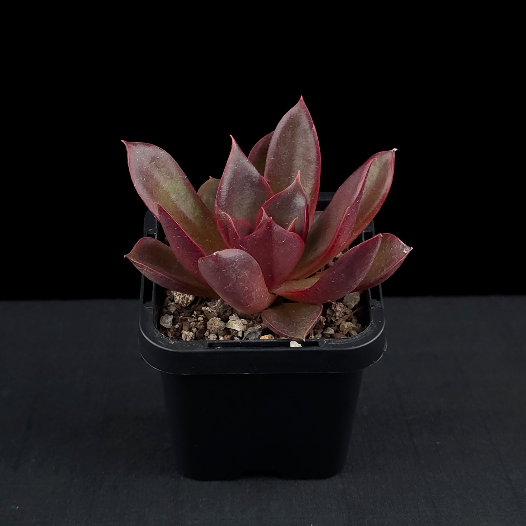 Echeveria 'Red Rose'