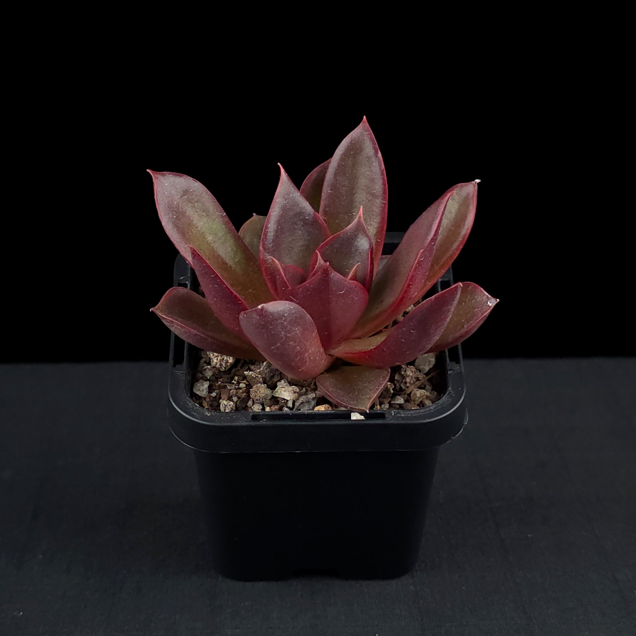 Echeveria 'Red Rose'
