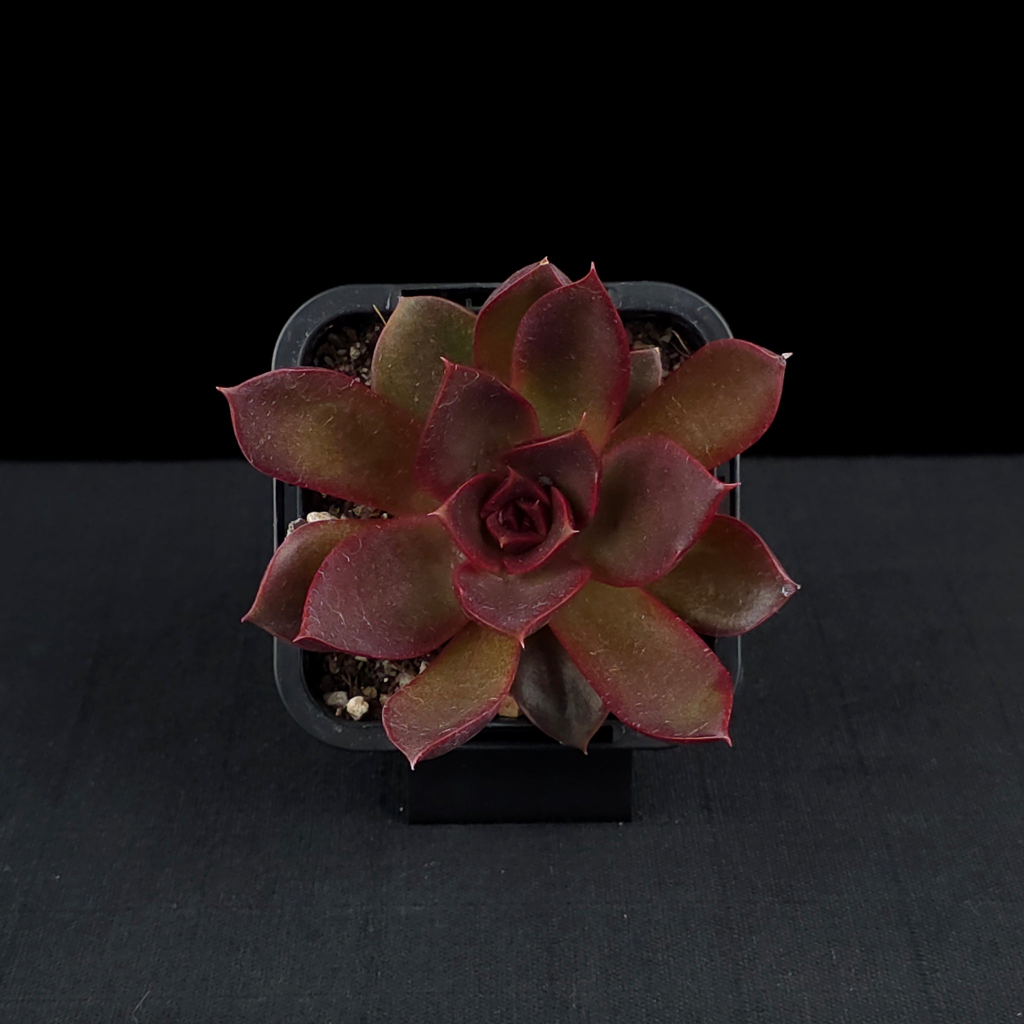 Echeveria 'Red Rose'
