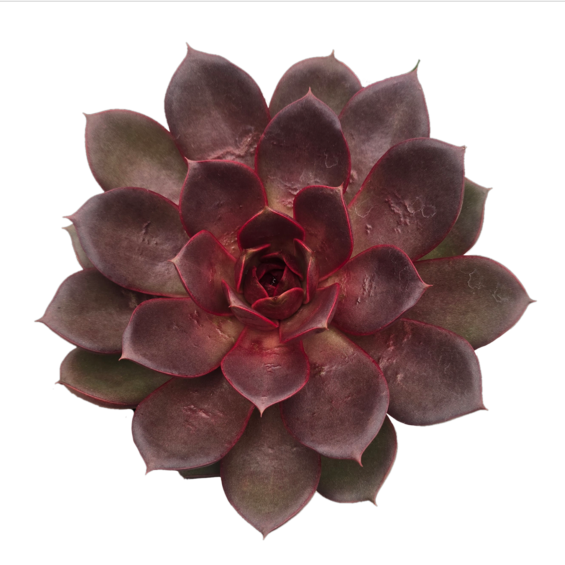 red rose succulent Echeveria 'Red Rose' — bold Korean hybrid with deep red tones – Collectors  Online