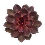 Echeveria 'Red Rose'