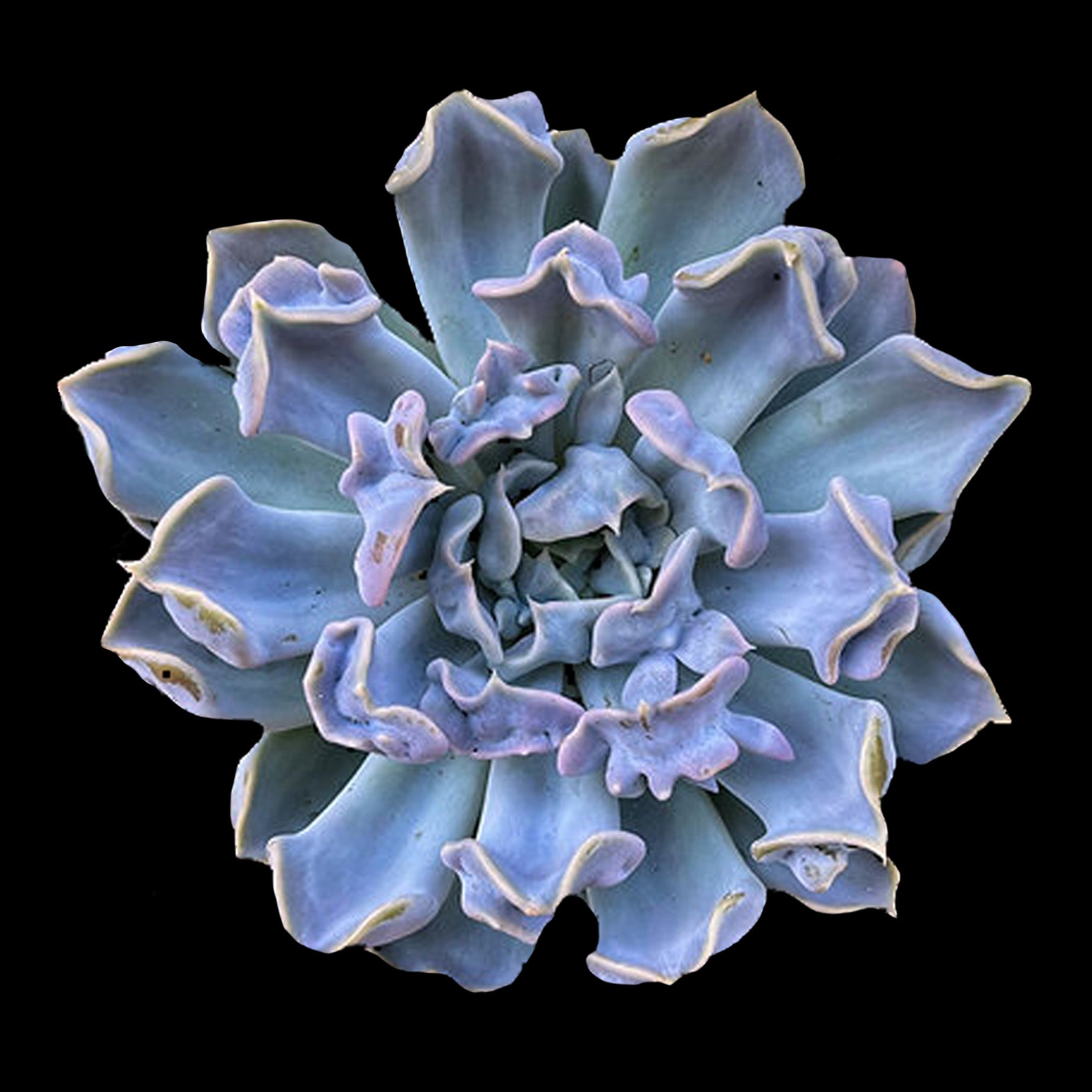 thriller succulents Echeveria 'Thriller Pearl' – Collectors Online