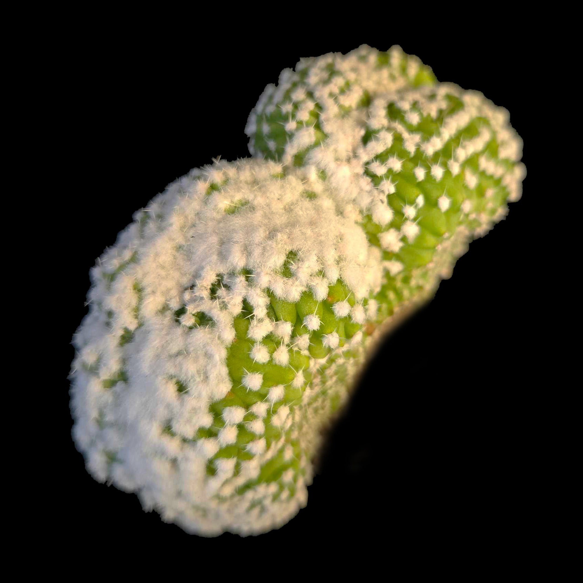 Echinopsis subdenudata f. cristata 'Frosty Top' (Syn. Echinopsis ancistrophora) – A Snow-Capped Crested Cactus