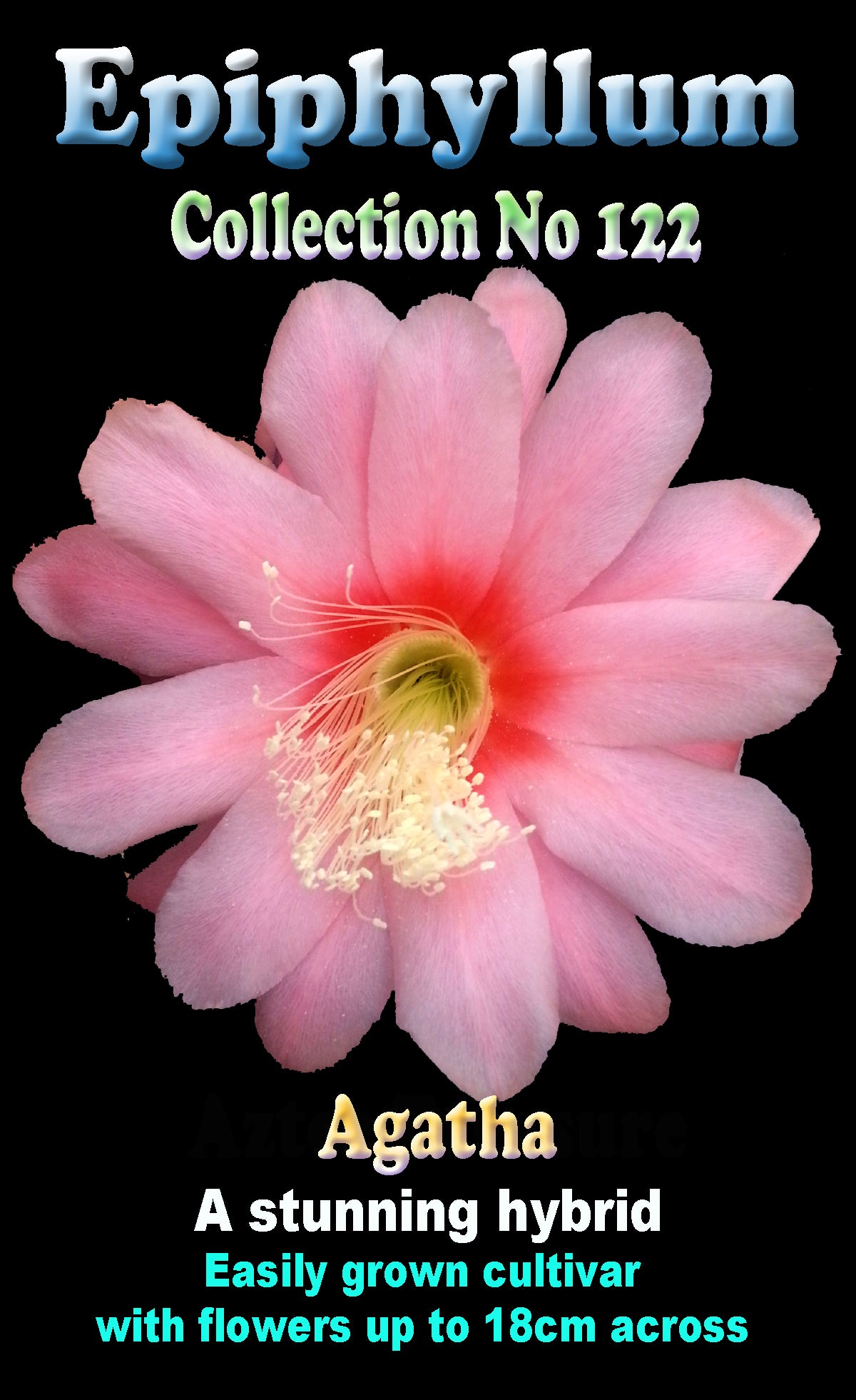 Epiphyllum 'Agatha' - The Pink Parasol Cactus