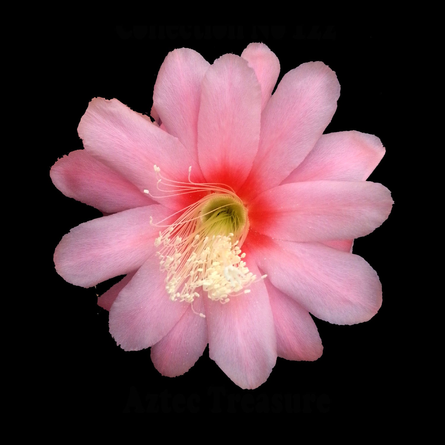 Epiphyllum 'Agatha' - The Pink Parasol Cactus