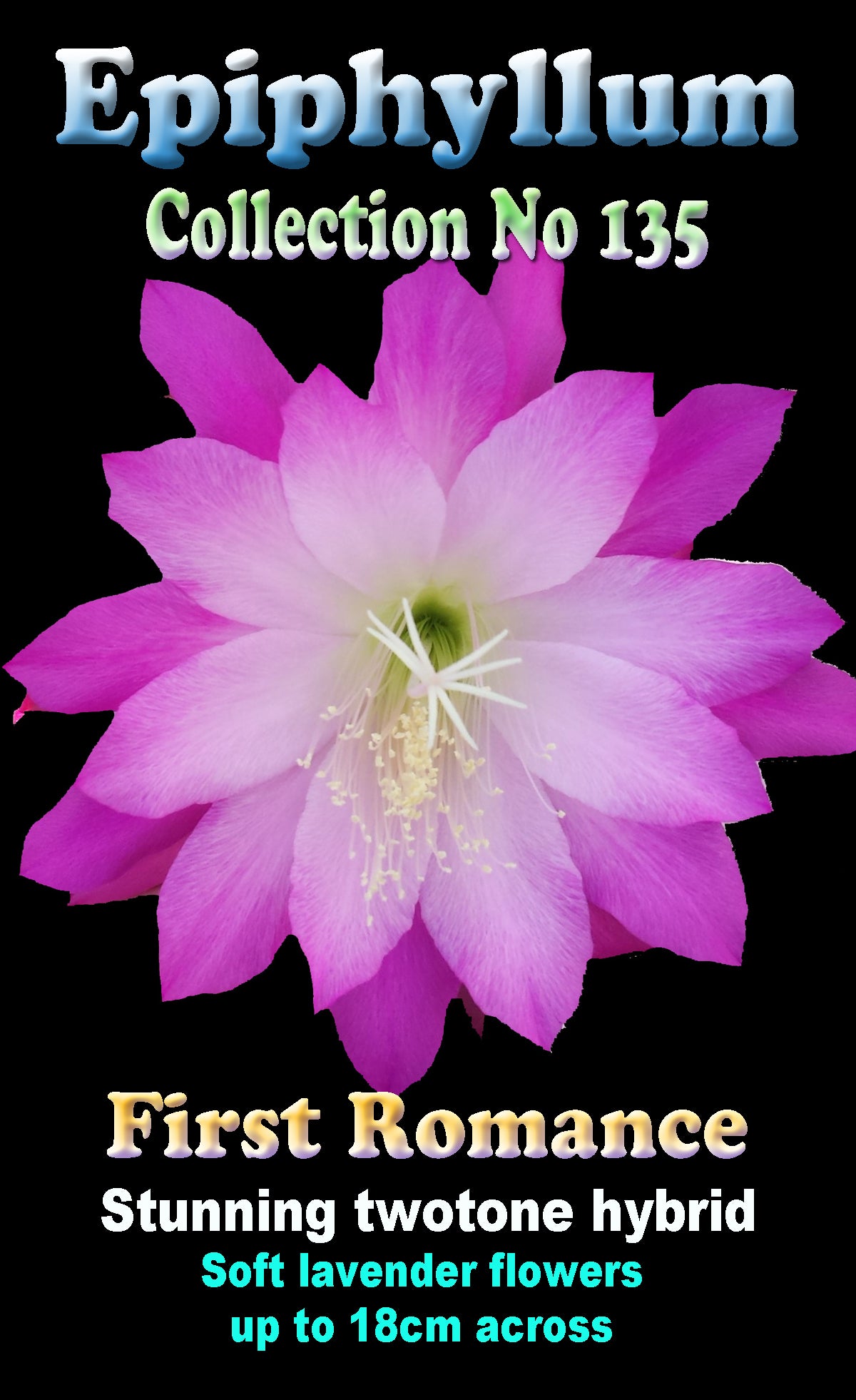 Epiphyllum 'First Romance' - The Fuchsia Starburst