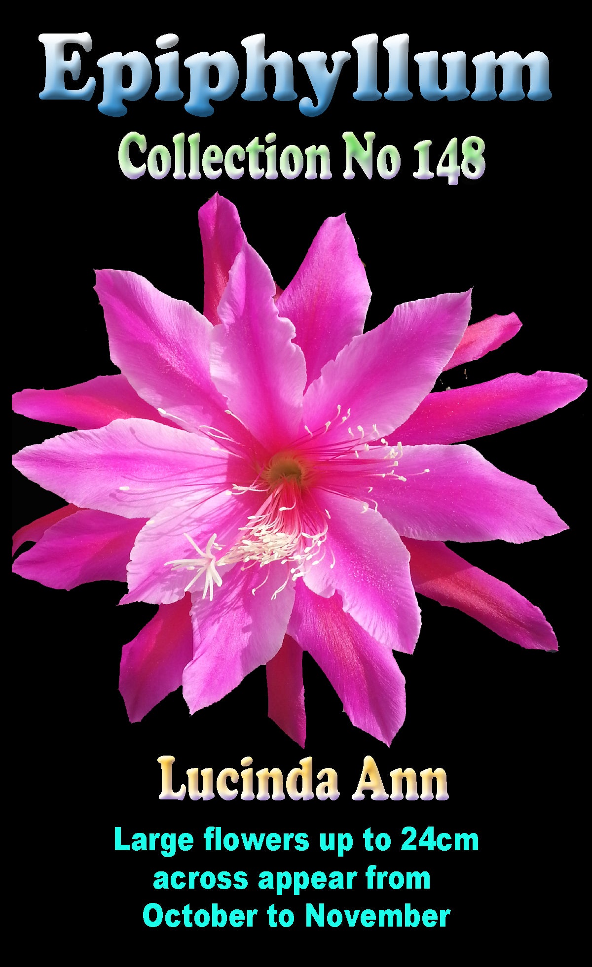 Epiphyllum 'Lucinda Ann' - The Pink Orchid Cactus
