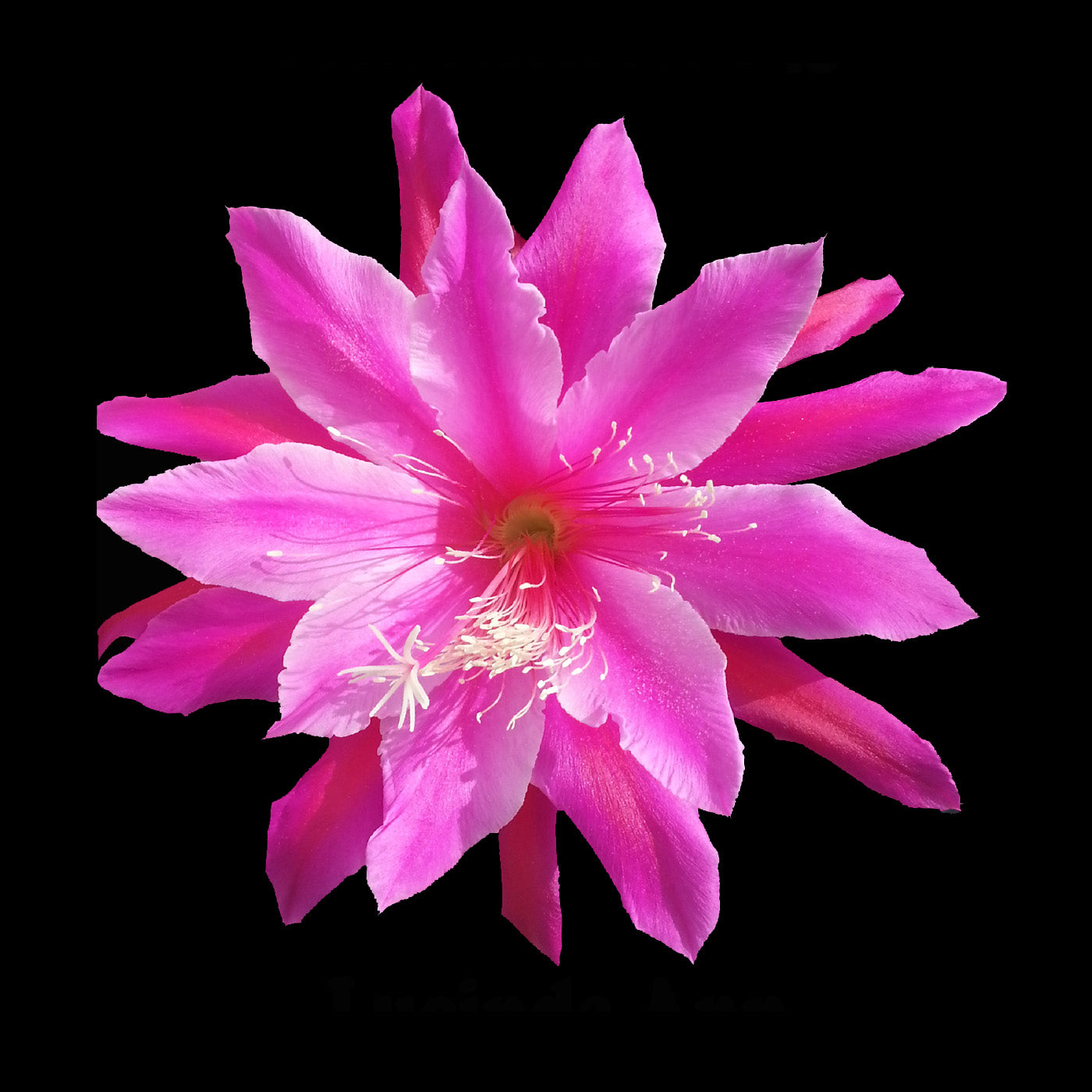 Epiphyllum 'Lucinda Ann' - The Pink Orchid Cactus