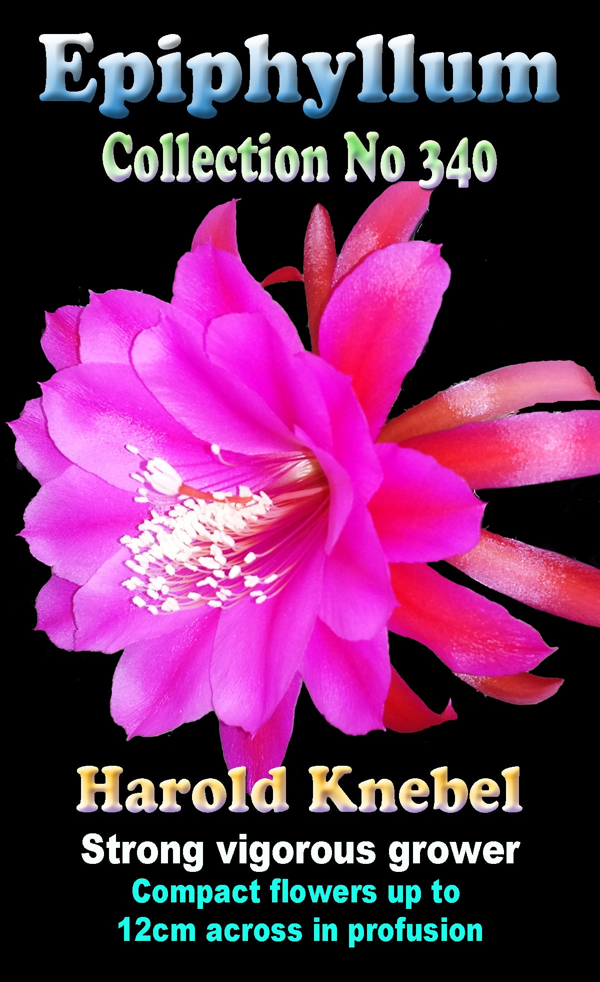 Epiphyllum 'Harold Knebel' - The Crimson Torch Cactus