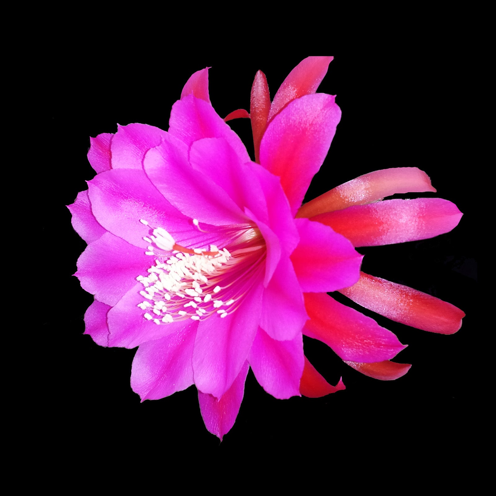 Epiphyllum 'Harold Knebel' - The Crimson Torch Cactus