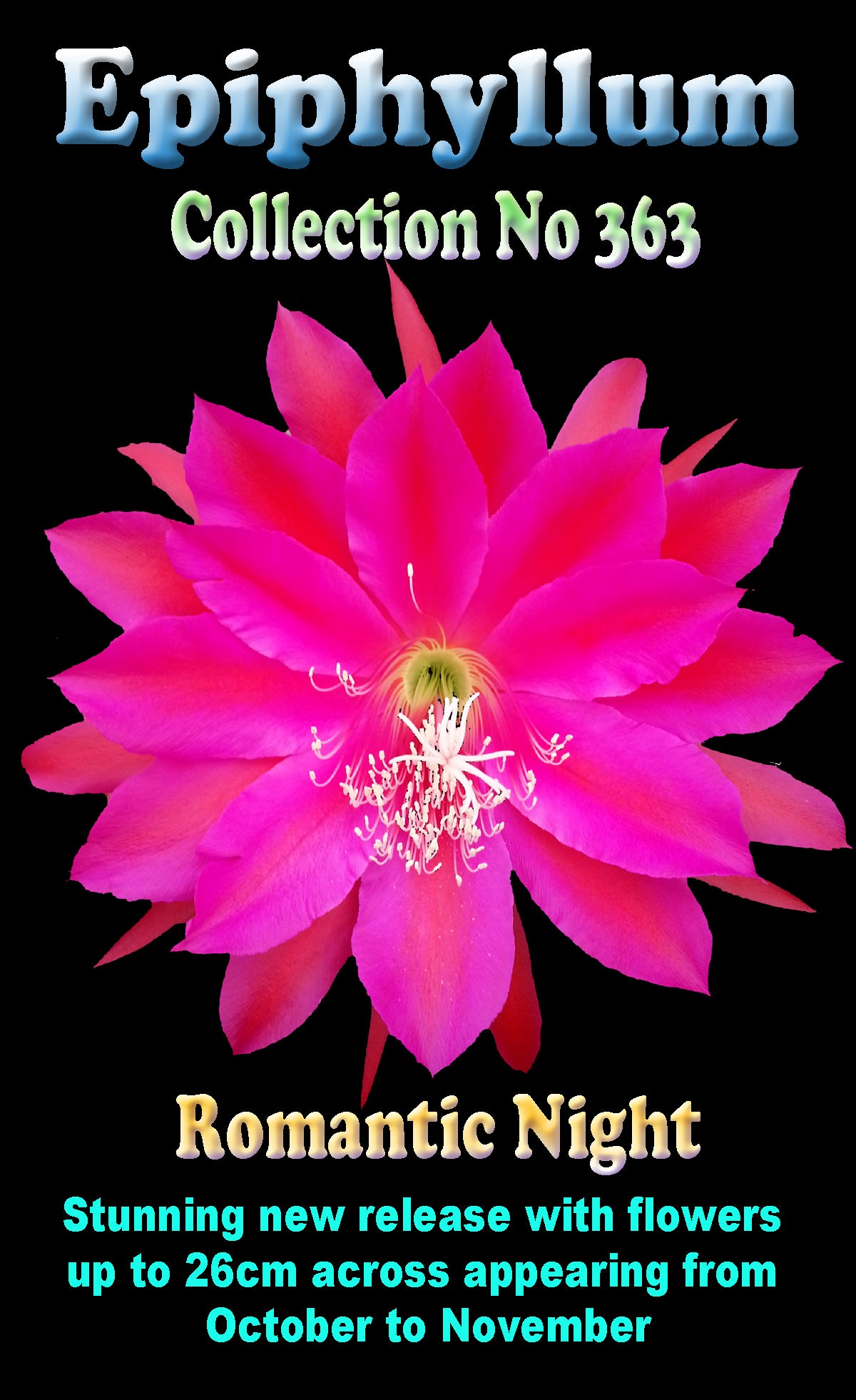 Epiphyllum 'Romantic Night' - The Cerise Night-Blooming Cactus