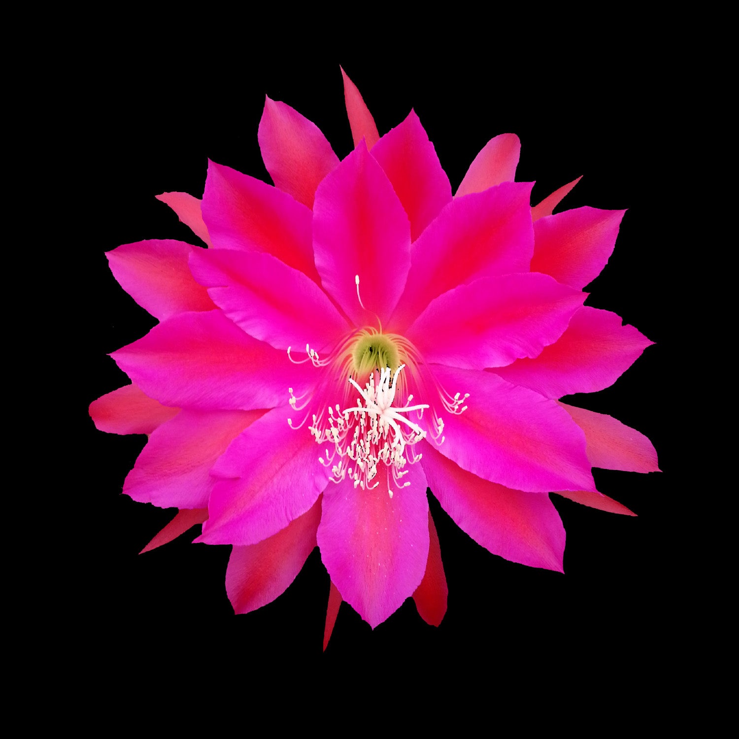 Epiphyllum 'Romantic Night' - The Cerise Night-Blooming Cactus