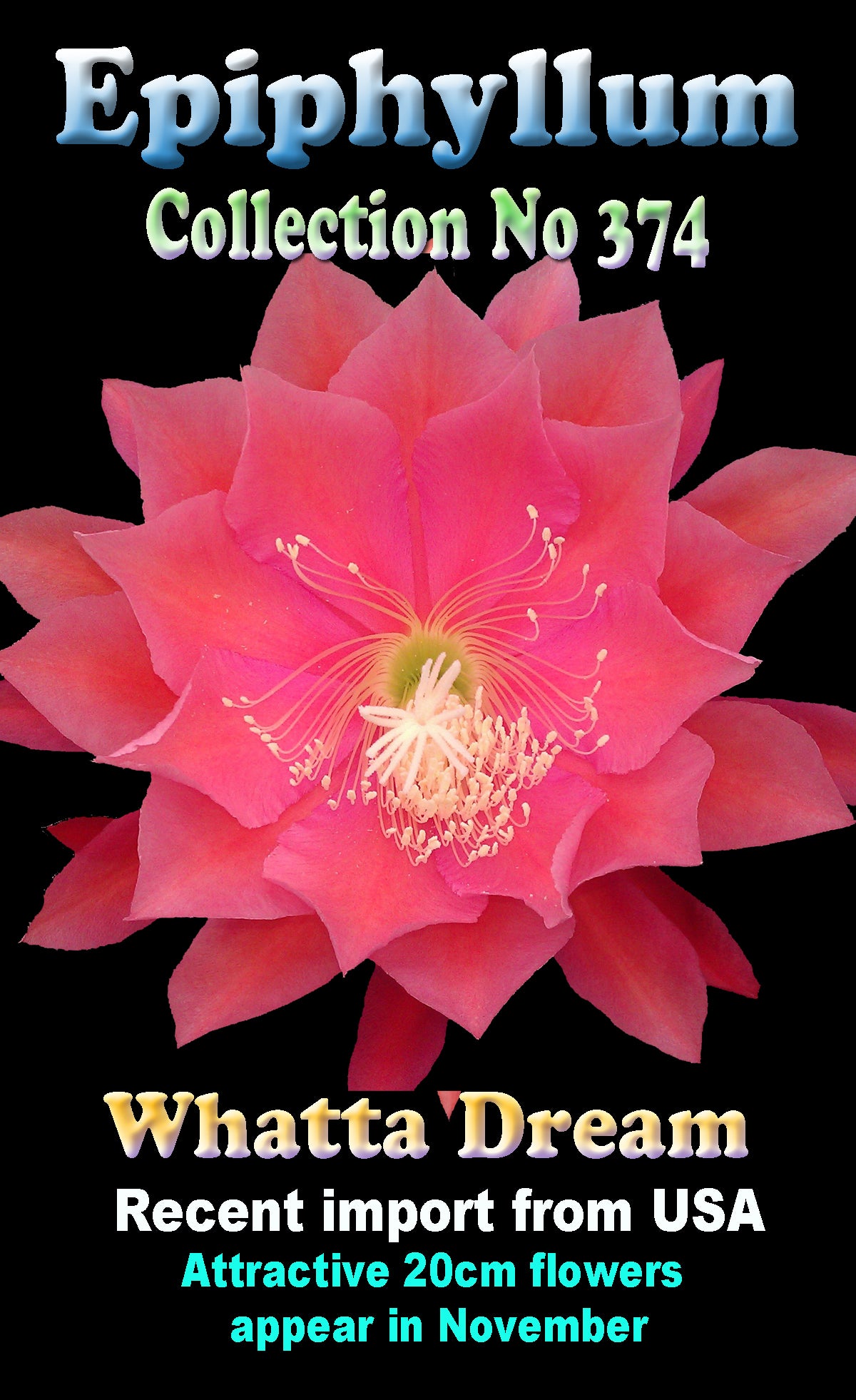 Epiphyllum 'Whatta Dream' - The Coral Dream Cactus